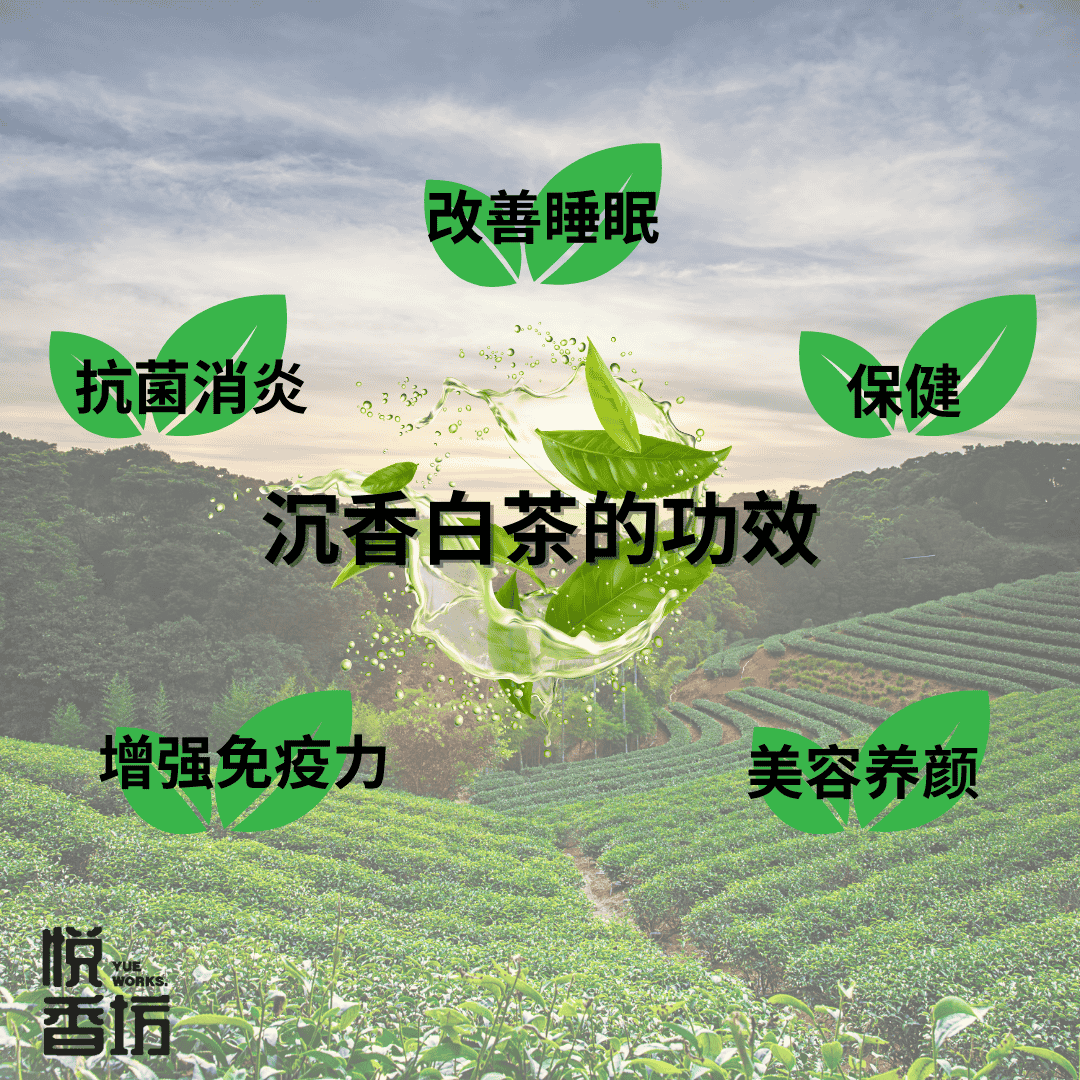 沉香白茶(Agarwood White Tea) - Image 2